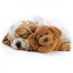 Choosing a Dog Things Everyone Should Look For